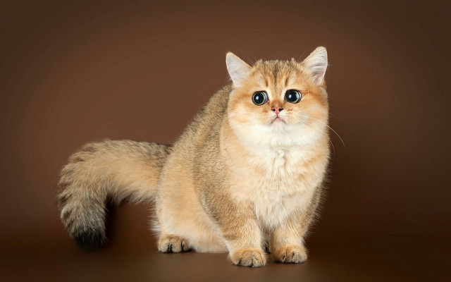 Surprised cat brown background pastel free wallpaper - medium preview image