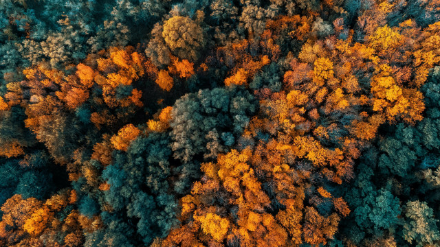 Forest autumn leaves fire pokemon free wallpaper - medium preview image