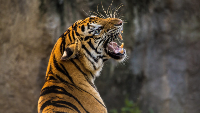 Tiger growling wide open mouth free wallpaper - medium preview image