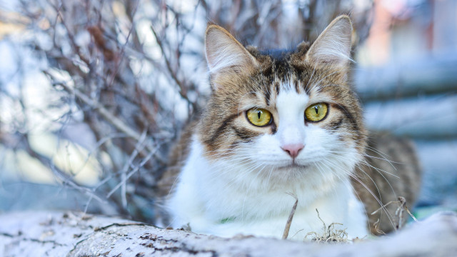 Snowy cat bush branch yellow free wallpaper - medium preview image