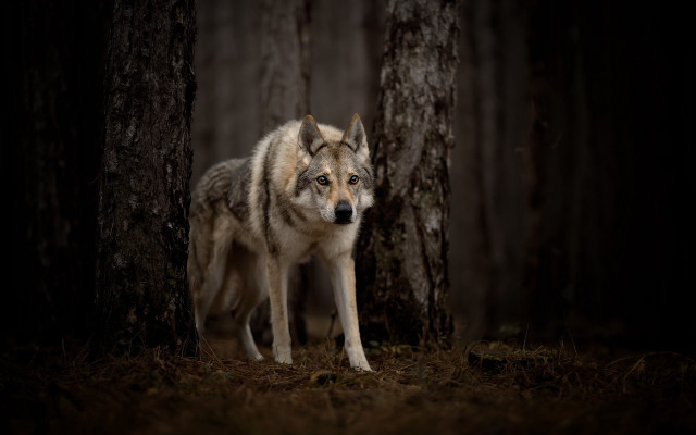 Wolf woodland tree blue eyes free wallpaper - medium preview image
