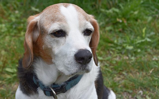 Sad dog collar grass outdoors free wallpaper - medium preview image