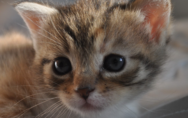 Kitten blackeye white nose macro free wallpaper - medium preview image