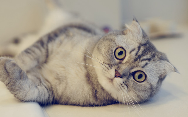 Cat back table wide eyes free wallpaper - medium preview image