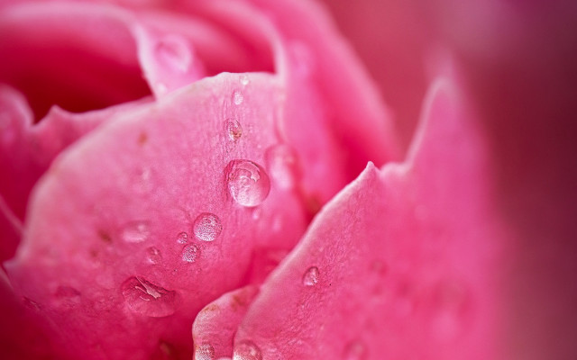 Pink flower water droplets macro #29 free wallpaper - medium preview image