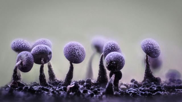 Purple mushrooms field macro funk free wallpaper - medium preview image