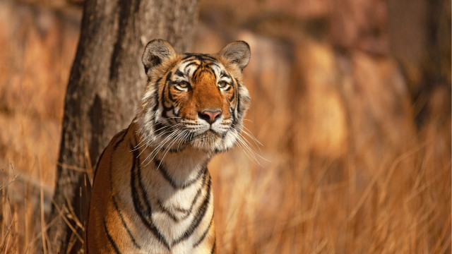 Tiger tallgrass tree eyesclosed wildlife free wallpaper - medium preview image