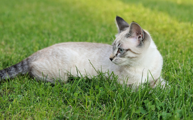 Cat laying in grass blurry free wallpaper - medium preview image