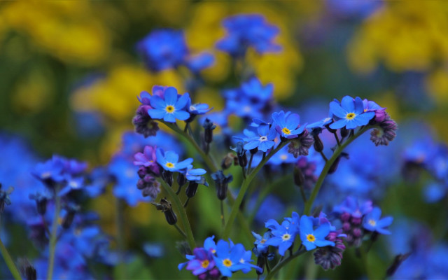 Blue flower bokeh garden macro free wallpaper - medium preview image