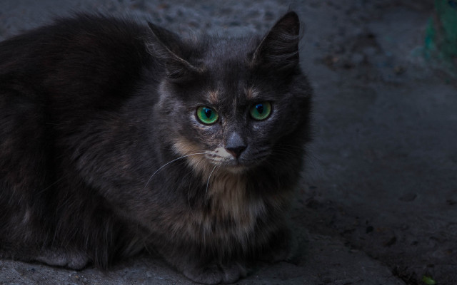 Black cat green eyes sad #2 free wallpaper - medium preview image