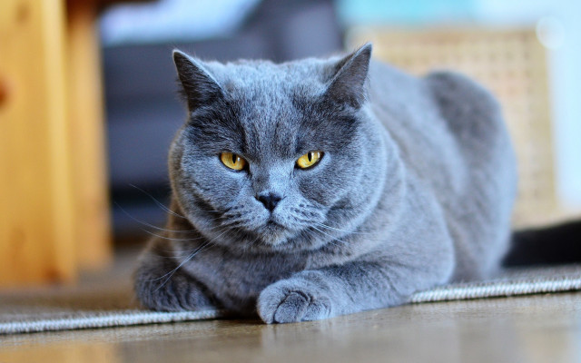 Gray cat serious eyes 3d free wallpaper - medium preview image