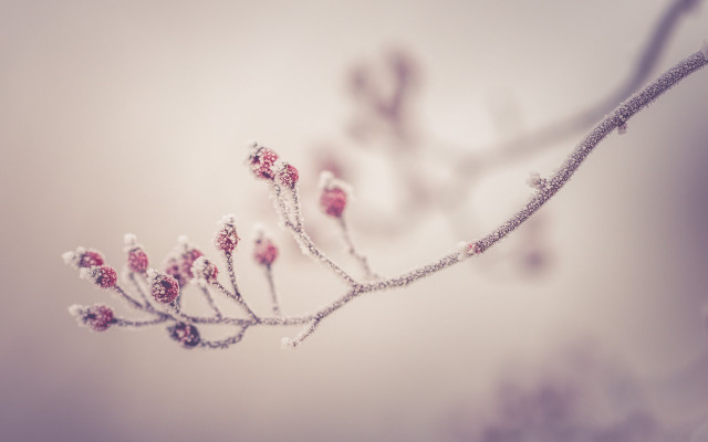 Branch tiny red flowers blurry free wallpaper - medium preview image