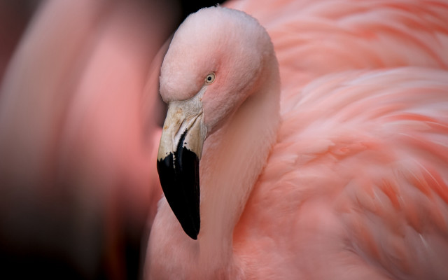 Pink flamingo macro black beak free wallpaper - medium preview image