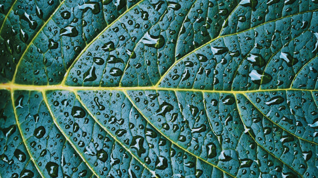 Green leaf water droplets photorealistic free wallpaper - medium preview image