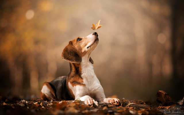 Dog butterfly woods autumn blurry free wallpaper - medium preview image