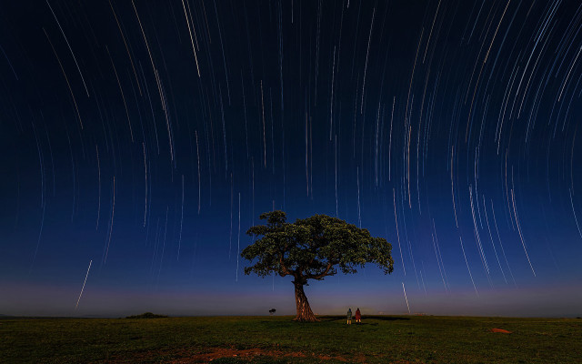 Tree star trail people night free wallpaper - medium preview image
