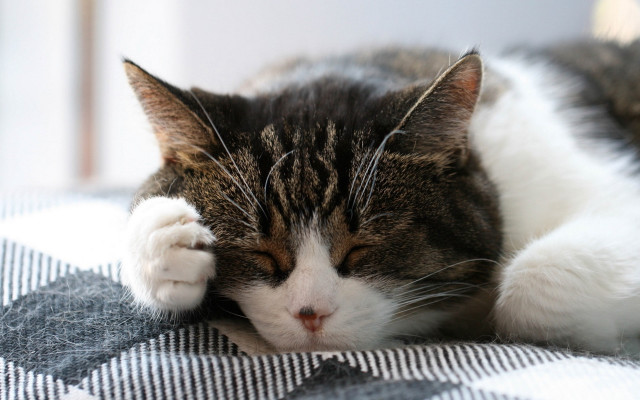Cat sleeping pillow blurry depth free wallpaper - medium preview image