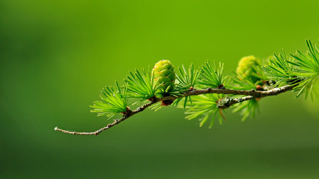 Pine branch budding green leaves free wallpaper - medium preview image