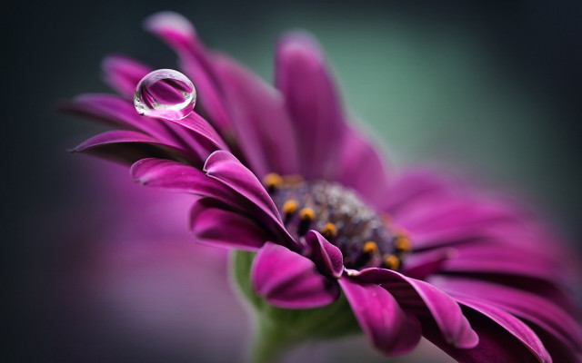 Flower waterdrop macro greenstem blurry free wallpaper - medium preview image