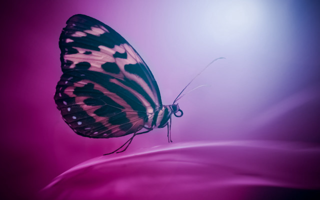 Butterfly black white wings purple free wallpaper - medium preview image