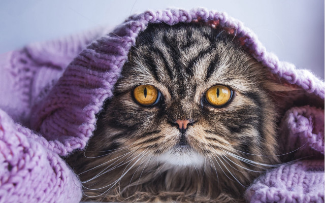 Cat yellow eyes under blanket free wallpaper - medium preview image