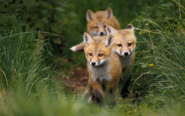 Foxes grassy wild nature blurry free wallpaper - medium preview image