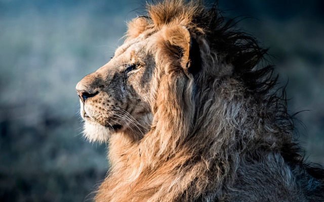 Lion mane wildlife portrait blurry free wallpaper - medium preview image