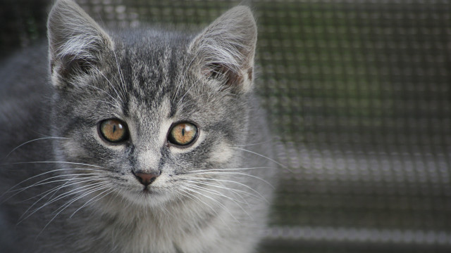 Yellow eyes cat mesh curtain free wallpaper - medium preview image