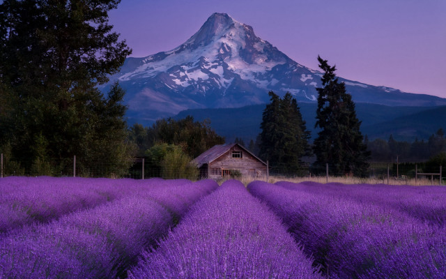 Lavender field mountain house night free wallpaper - medium preview image