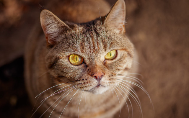 Cat yellow eyes up close free wallpaper - medium preview image