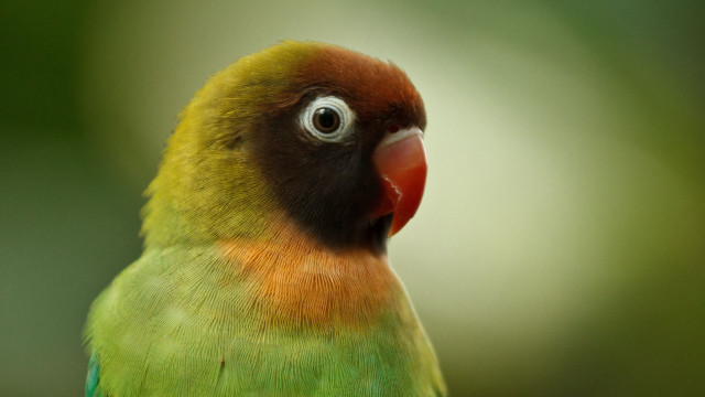 Colorful bird red head yellow #2 free wallpaper - medium preview image