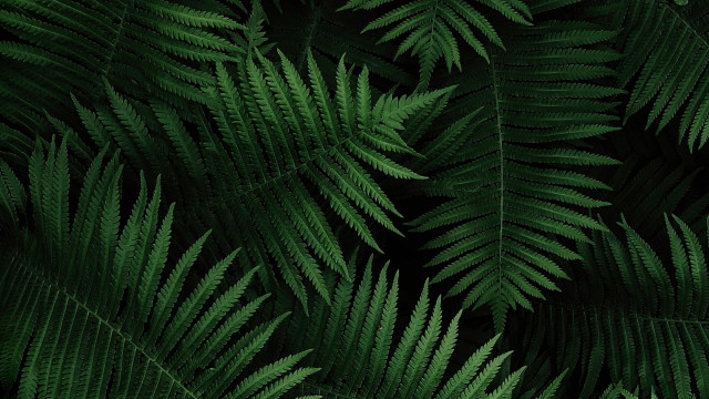 Green leaf bamboo forest minimalist free wallpaper - medium preview image