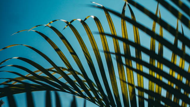 Palm tree long leaves blue free wallpaper - medium preview image