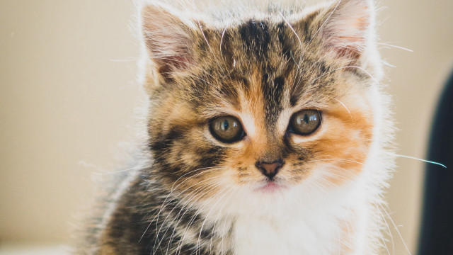 Small kitten white brown collar free wallpaper - medium preview image