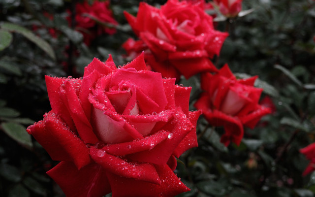 Red rose water droplets bokeh #2 free wallpaper - medium preview image