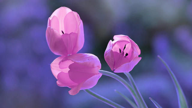 Pink flowers macro blurry purple free wallpaper - medium preview image