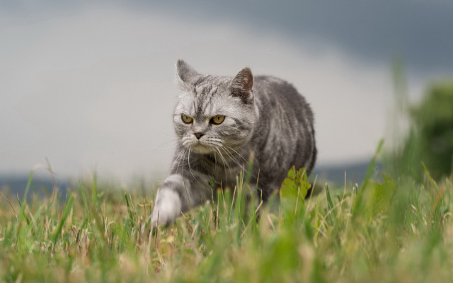 Cat walking grassy field cloudy free wallpaper - medium preview image