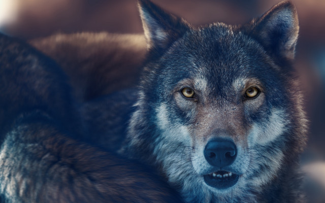 Wolf animal photography realistic 3d free wallpaper - medium preview image