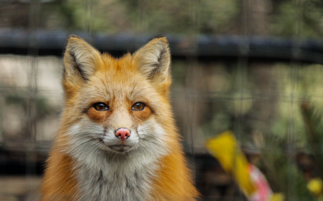 Fox fence blurry background furry free wallpaper - medium preview image