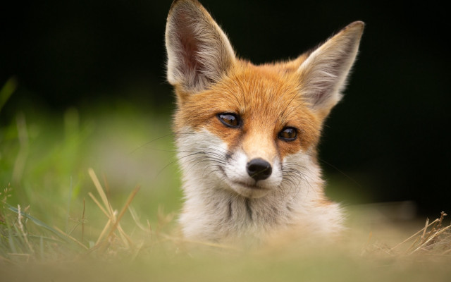 Sad fox grass looking camera free wallpaper - medium preview image