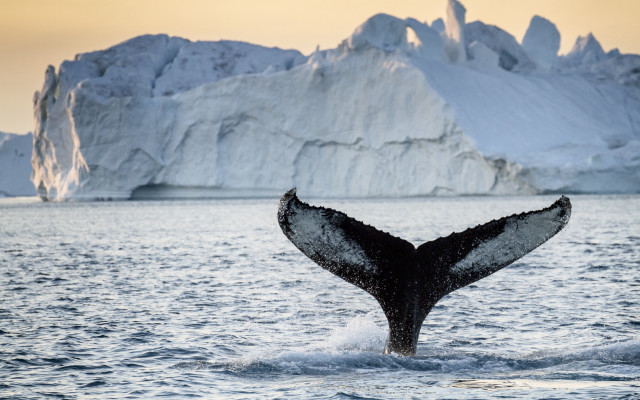 Whale tail icebergs ocean scenery free wallpaper - medium preview image