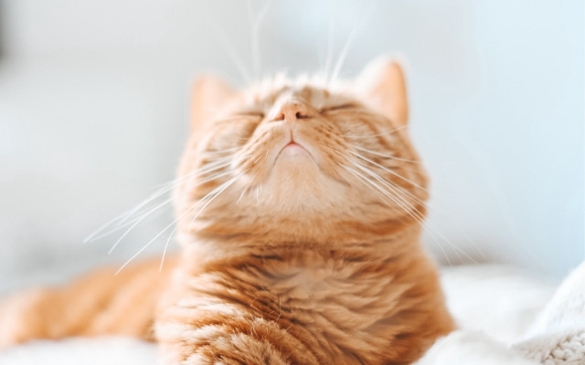 Cat bed closed eyes carlos free wallpaper - medium preview image