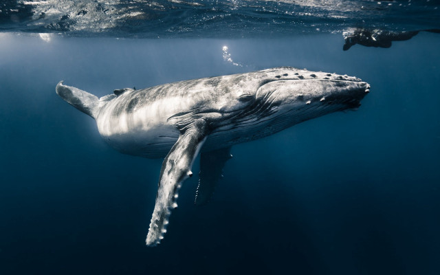 Whale ocean person boat beach free wallpaper - medium preview image
