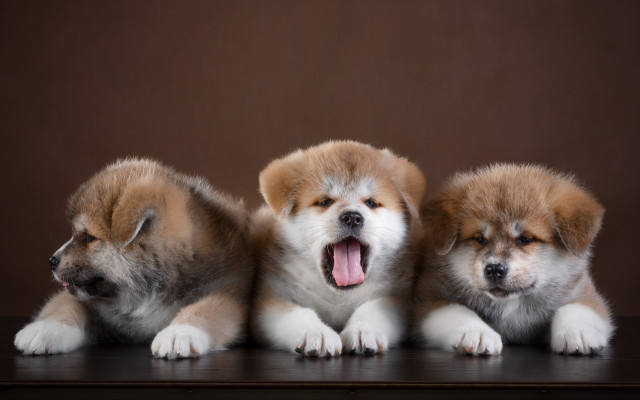 Three small dogs yawning photorealistic free wallpaper - medium preview image