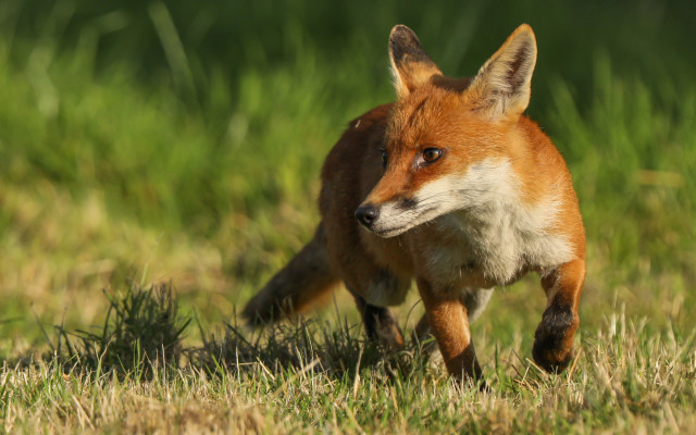 Red fox running grassy field free wallpaper - medium preview image