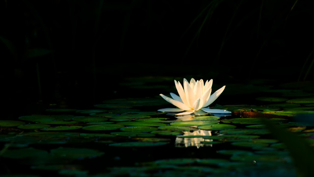 White flower pond lilies fox free wallpaper - medium preview image