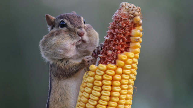 Squirrel eating corn cob paws free wallpaper - medium preview image