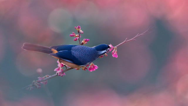 Blue bird branch pink flowers #2 free wallpaper - medium preview image