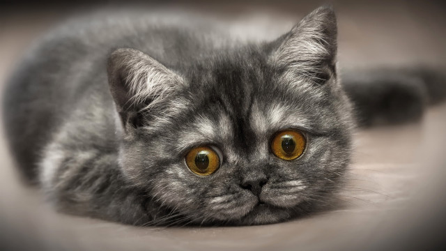 Gray cat yellow eyes sad #3 free wallpaper - medium preview image