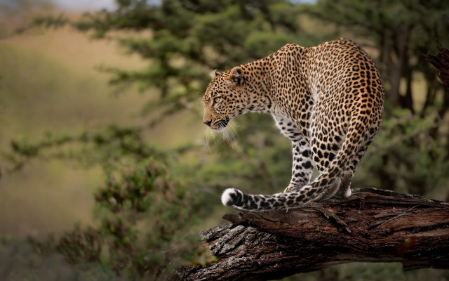 Leopard branch forest blurry background free wallpaper - medium preview image